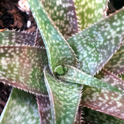 Aloe hybrid 1